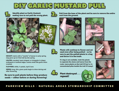 It’s Garlic Mustard Pulling Season in Parkview Hills